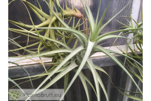 Tillandsia bergeri L