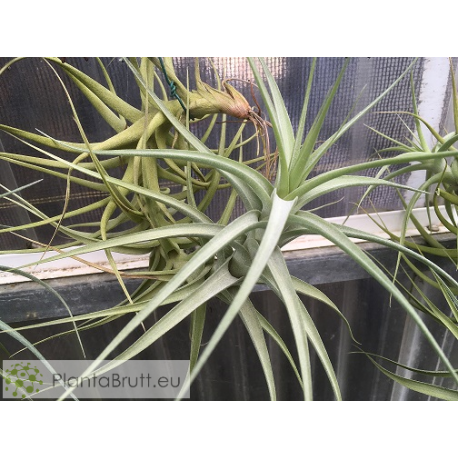 Tillandsia bergeri L