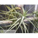 Tillandsia bergeri L