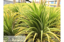 Tillandsia ionantha Druid L