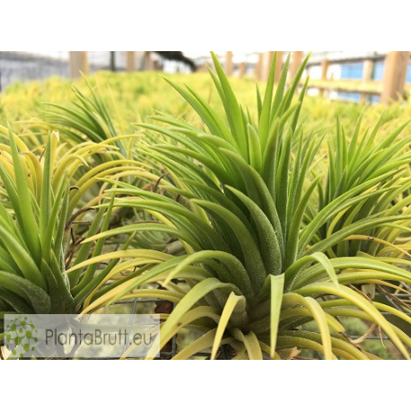 Tillandsia ionantha Druid L