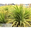 Tillandsia ionantha Druid L