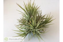 Tillandsia ionantha var. rubra clumb