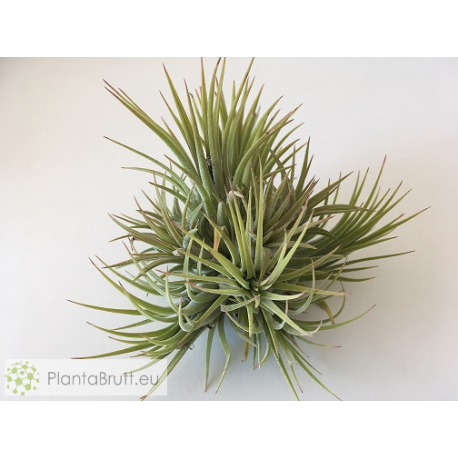Tillandsia ionantha var. rubra clumb