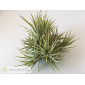 Tillandsia ionantha var. rubra clumb