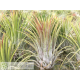 Tillandsia ionantha var. ionantha L