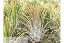 Tillandsia ionantha var. ionantha L