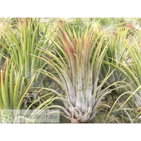 Tillandsia ionantha var. ionantha L