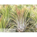 Tillandsia ionantha var. ionantha L
