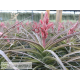 Tillandsia latifolia