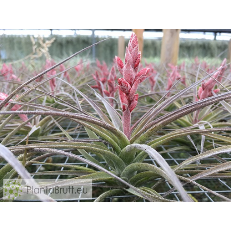 Tillandsia latifolia