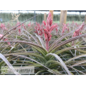 Tillandsia latifolia