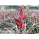 Tillandsia latifolia