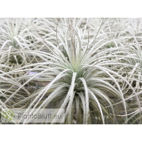 Tillandsia tectorum XL