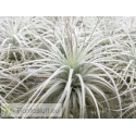 Tillandsia tectorum XL