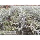 Tillandsia albida var. minor L