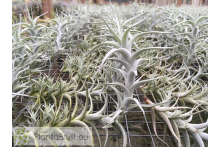 Tillandsia albida var. minor L