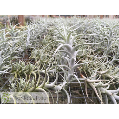 Tillandsia albida var. minor L