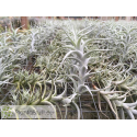 Tillandsia albida var. minor L