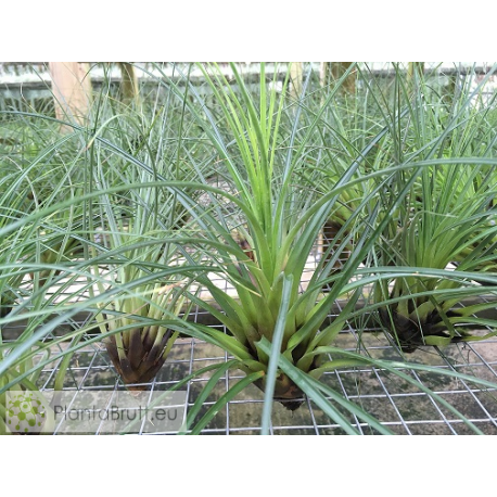 Tillandsia punctulata L