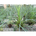 Tillandsia punctulata L
