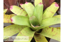 Neoregelia Green Hornet