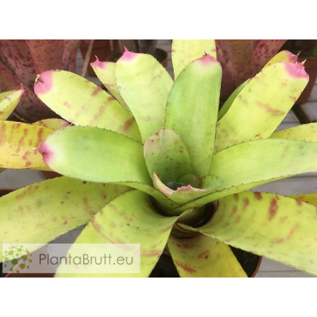Neoregelia Green Hornet