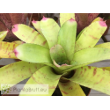 Neoregelia Green Hornet