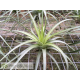 Tillandsia concolor XL