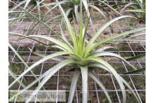 Tillandsia concolor XL