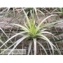 Tillandsia concolor XL