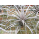 Tillandsia vernicosa L