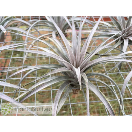 Tillandsia vernicosa L