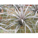 Tillandsia vernicosa L