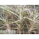 Tillandsia reducta