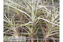 Tillandsia reducta