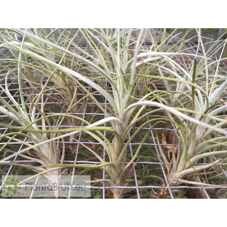Tillandsia reducta