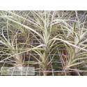 Tillandsia reducta