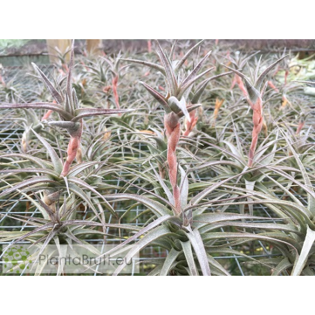 Tillandsia latifolia var. vivipera