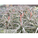 Tillandsia latifolia var. vivipera M