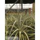 Tillandsia balsasensis XL