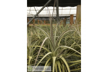 Tillandsia balsasensis XL