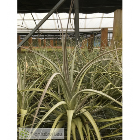 Tillandsia balsasensis XL