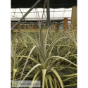 Tillandsia balsasensis XL