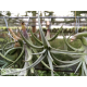 Tillandsia Beauty of Holm