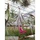 Tillandsia Beauty of Holm