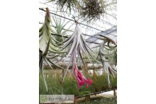 Tillandsia Beauty of Holm flor morada