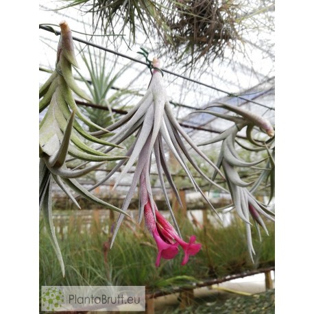 Tillandsia Beauty of Holm