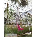 Tillandsia Beauty of Holm fleur mauve