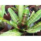 Neoregelia Half Pint